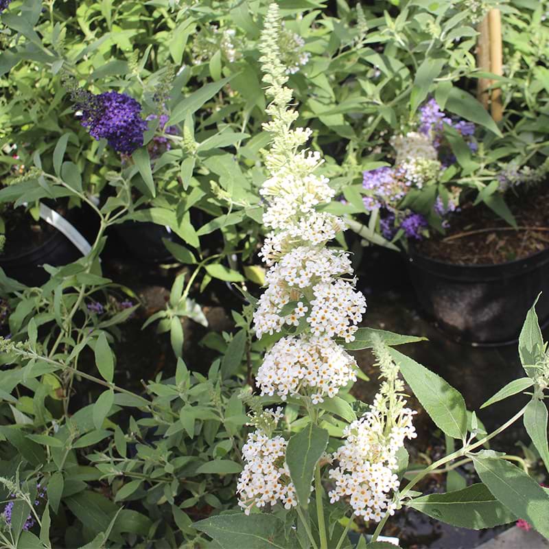 Buddleja elfensbenfarvet