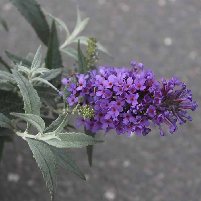 Sommerfuglebusk (Buddleja 'Summer Bird') - Flere varianter