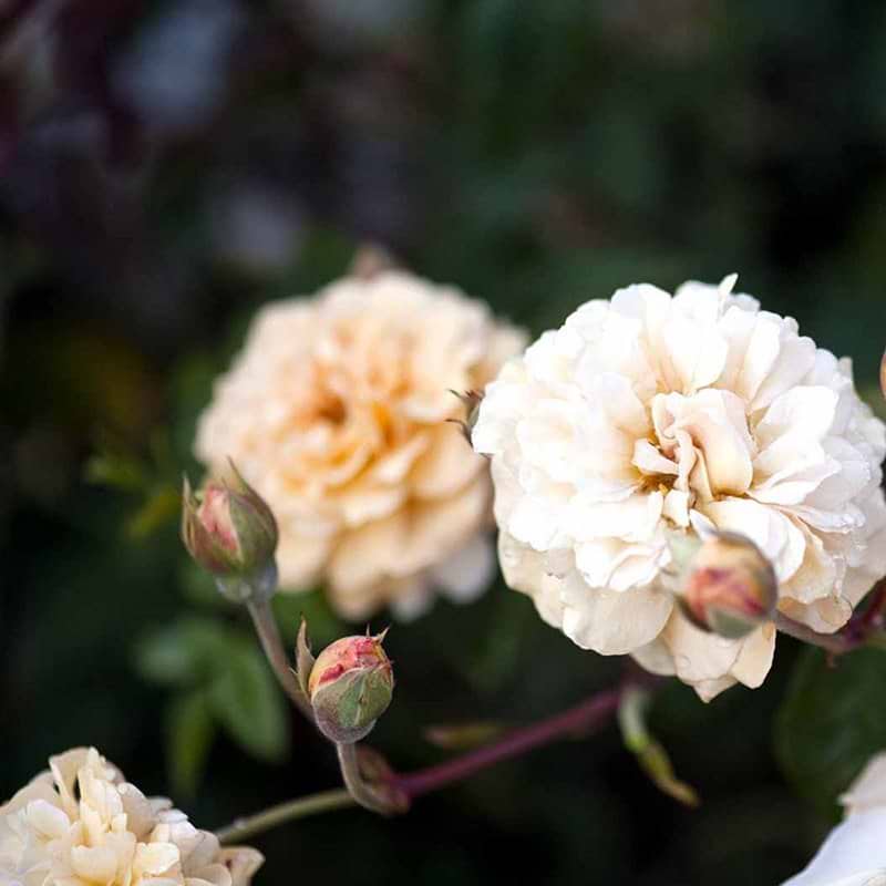 buskrose Buff Beauty-moschata