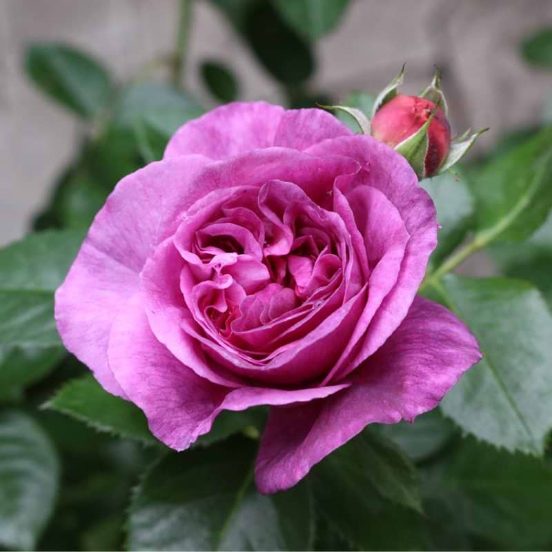 Parfume Flower Circus rose