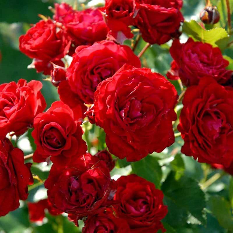 Nina Weibull rose
