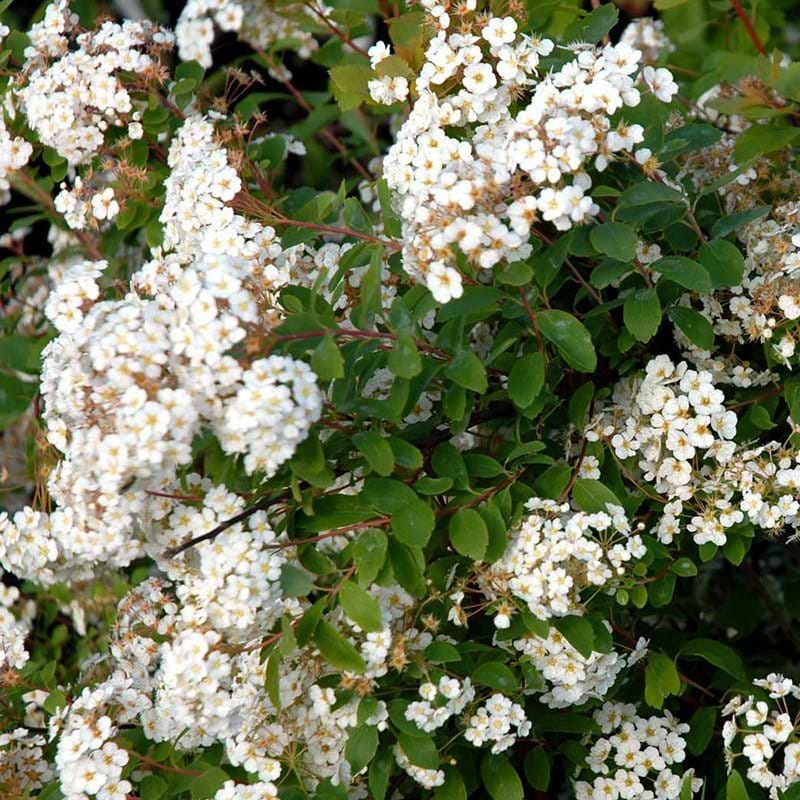 Buket Spiræa blomster