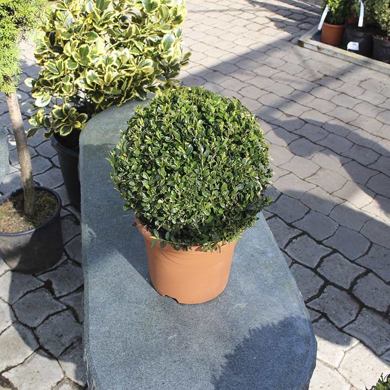 Kugleformet buksbom