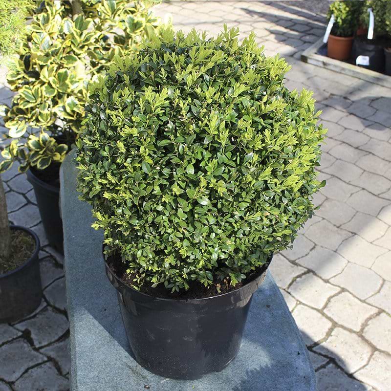 Buksbom kugleformet