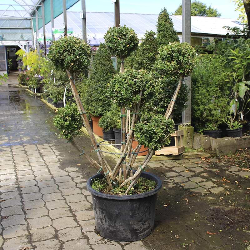 Bonzai buksbom formklippet