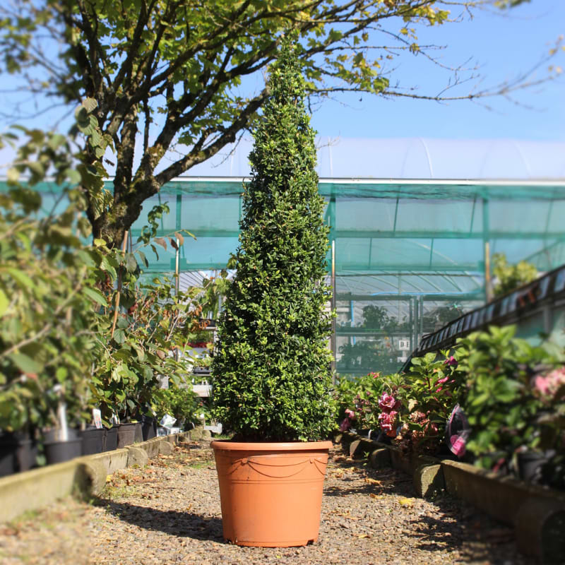 Kegleformet buksbom (Buxus sempervirens)