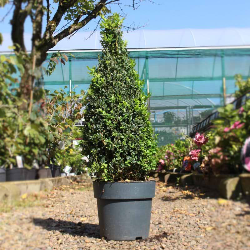 Kegleformet buksbom (Buxus sempervirens)
