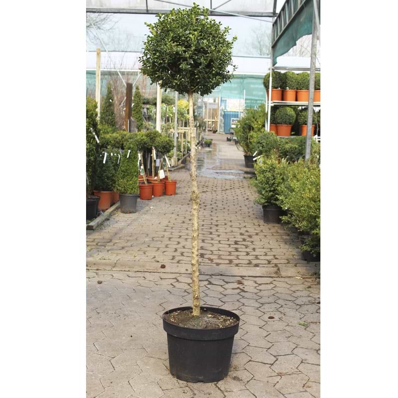 Opstammet buxus sempervirens