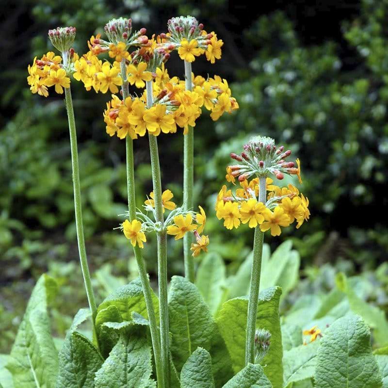 Primula Bulleyana