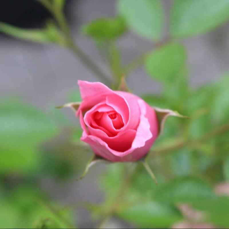 Bunddækkende rose (Summerwind) - Potterose