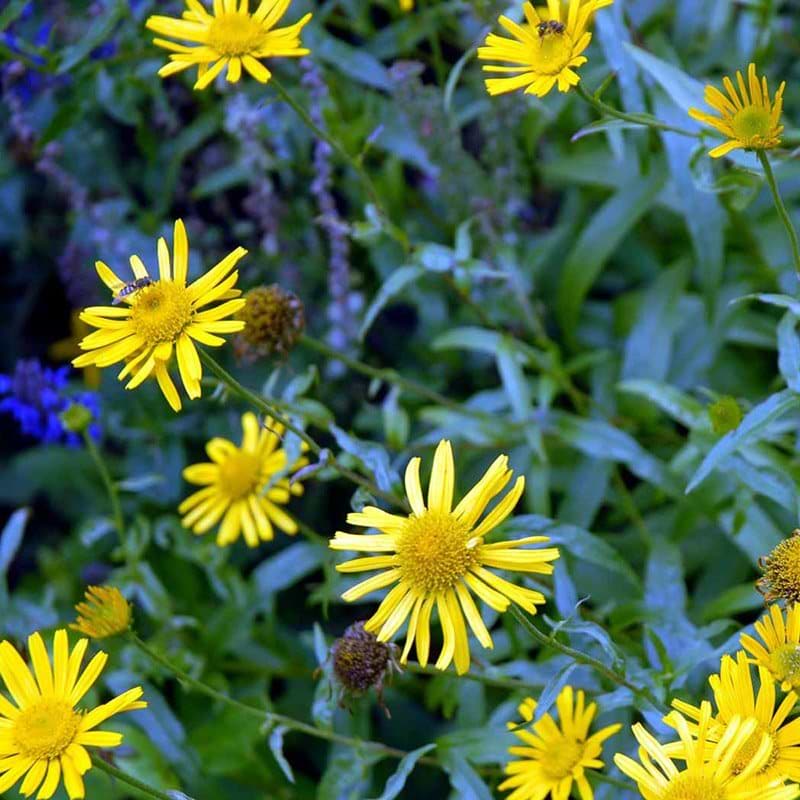 Buphthalmum salicifolium