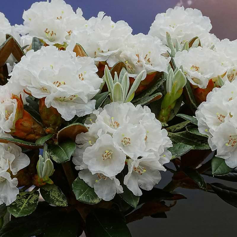 Rhododendron (Rhododendron bureavii 'Chocolate Dane')