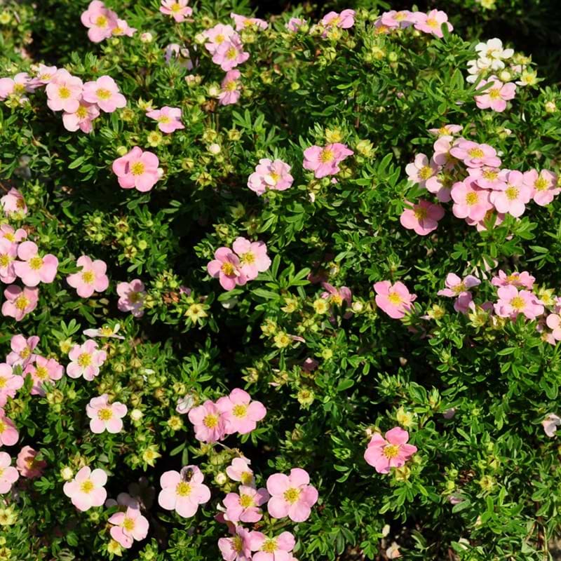 Lovely Pink busk