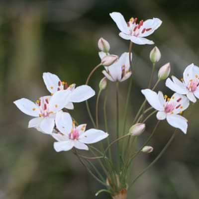 Butomus umbellatus Shneeweisschen