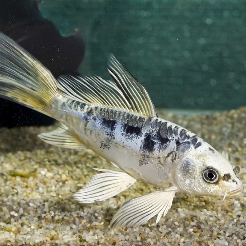 Butterfly koi karpe