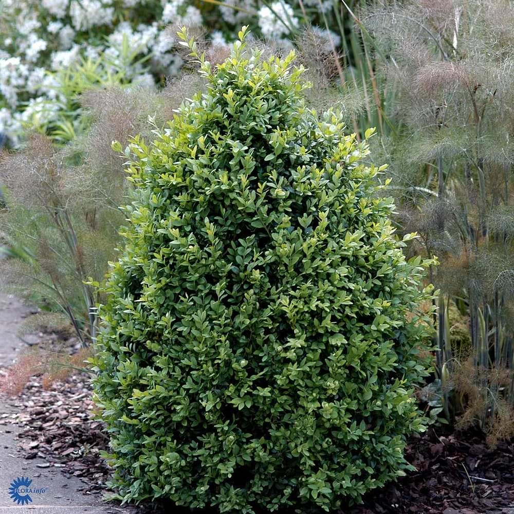 Buxus sempervirens