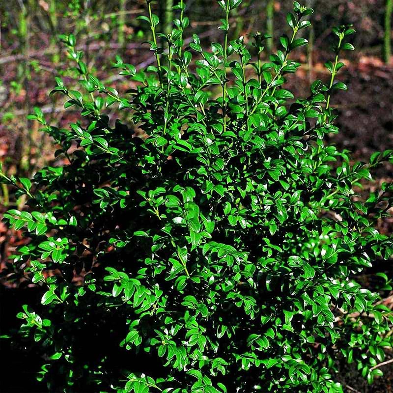 Buksbom Buxus sempevirens Balder