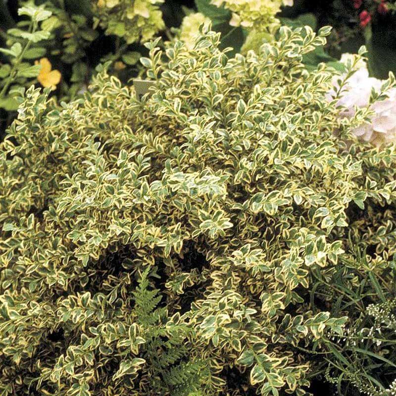 Hvidbroget buksbom Elegans