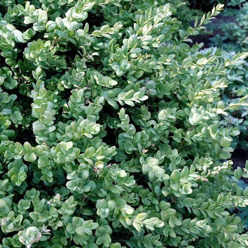 Buxus sempervirens rotundifolia busk