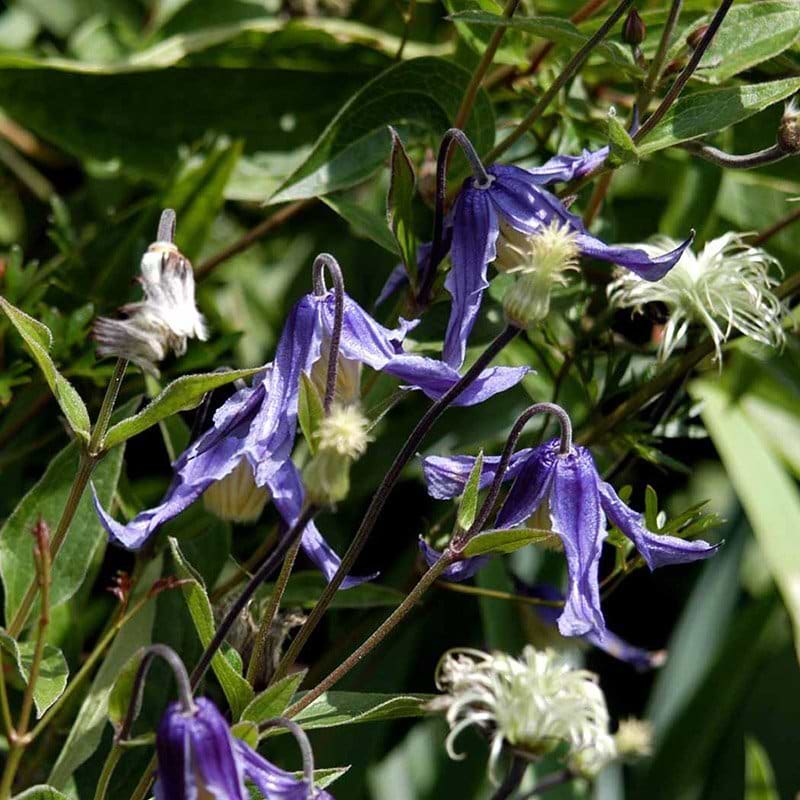 Clematis Integrifolia