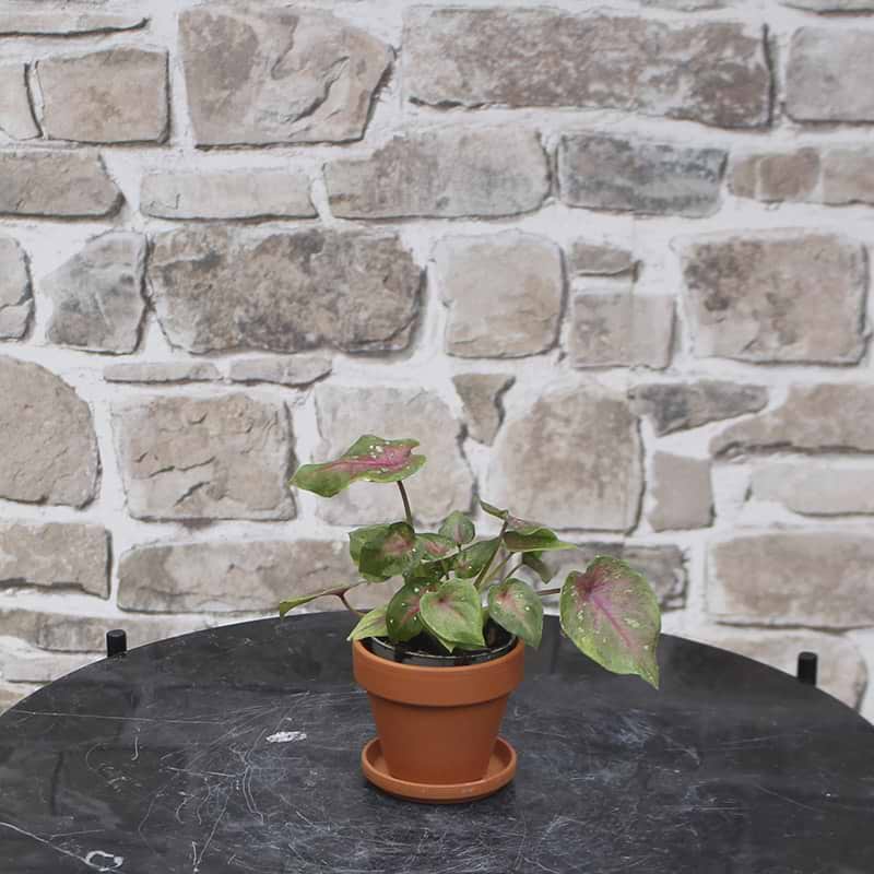 Caladium bicolor Alexa
