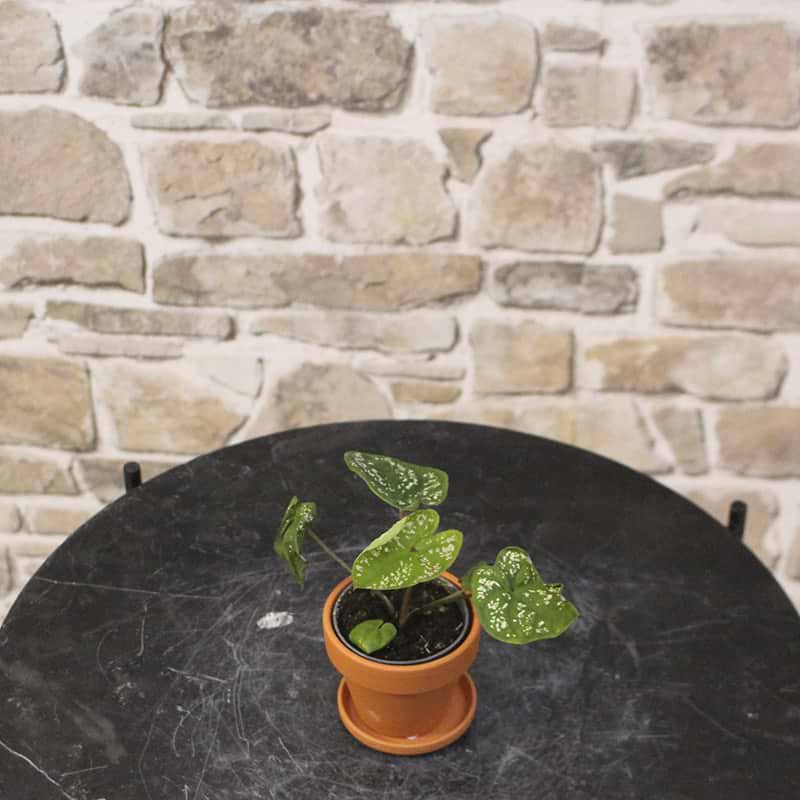 Caladium bicolor birkin