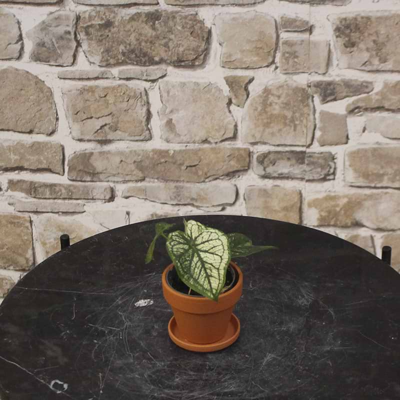 Caladium bicolor Pliage