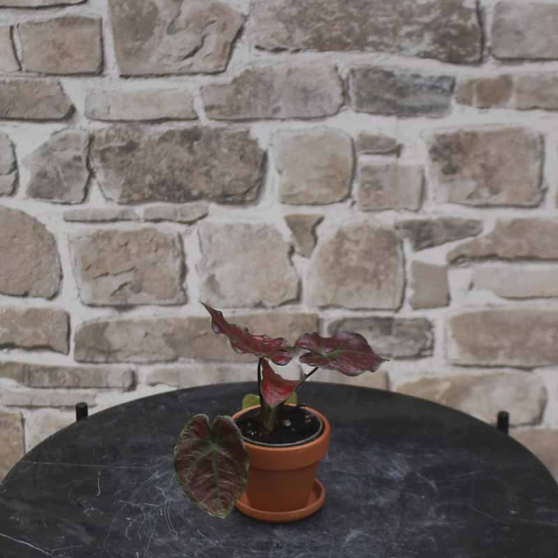 Caladium bicolor valentina