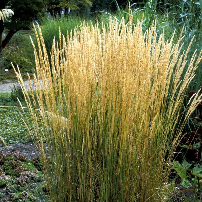 Sandrør (Calamagrostis acutiflora 'Karl Foerster')