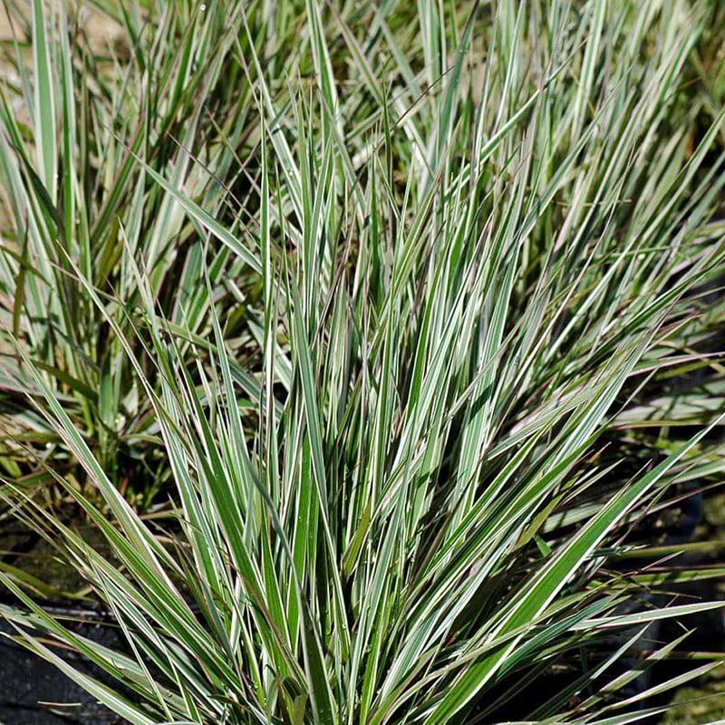 Calamagrostis acu Overdam