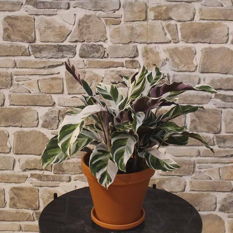 Calathea White fusion