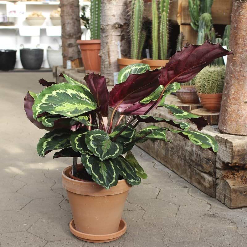 Kalatea Calathea Medillon