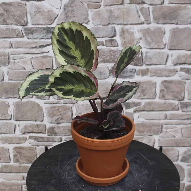 calathea illustris