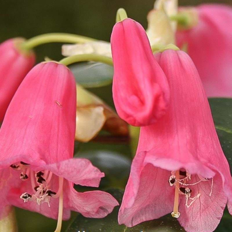 callimorphum