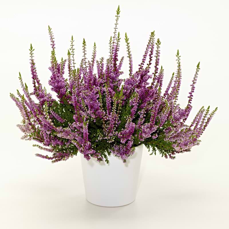 calluna nico