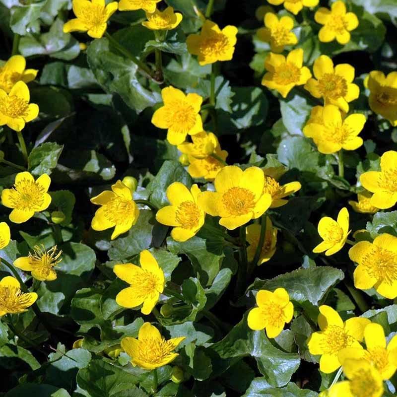 Caltha 