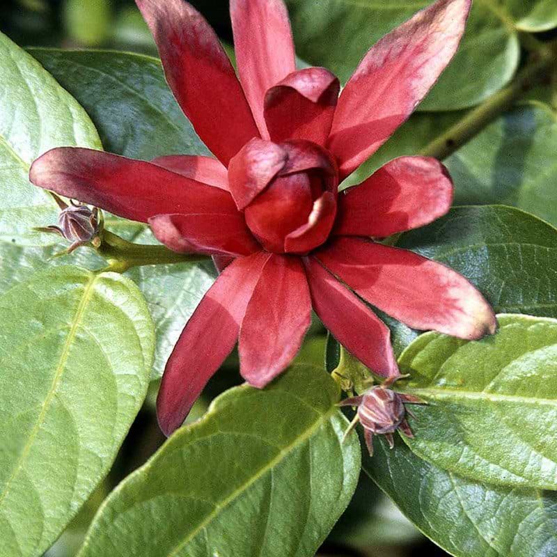 Calycanthus floridus blomst