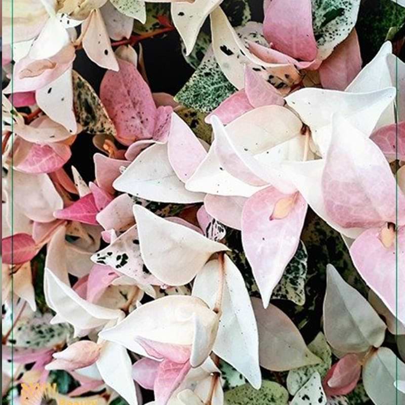 Stjernejasmin (Trachelospermum 'Cameleon') 