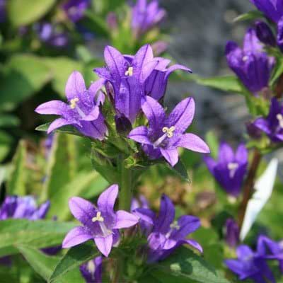 Nøgleklokke (Campanula glomerata 'Acaulis')