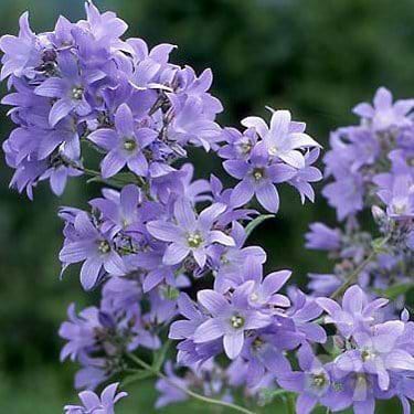 Mælkeklokke (Campanula lac. 'Prichard's Variety')