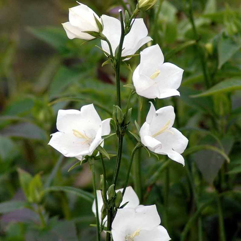 Klokkeblomst Campanula persicifolia Alba hvid