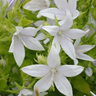Stjerneklokke (Campanula poscharskyana 'E.H. Frost')