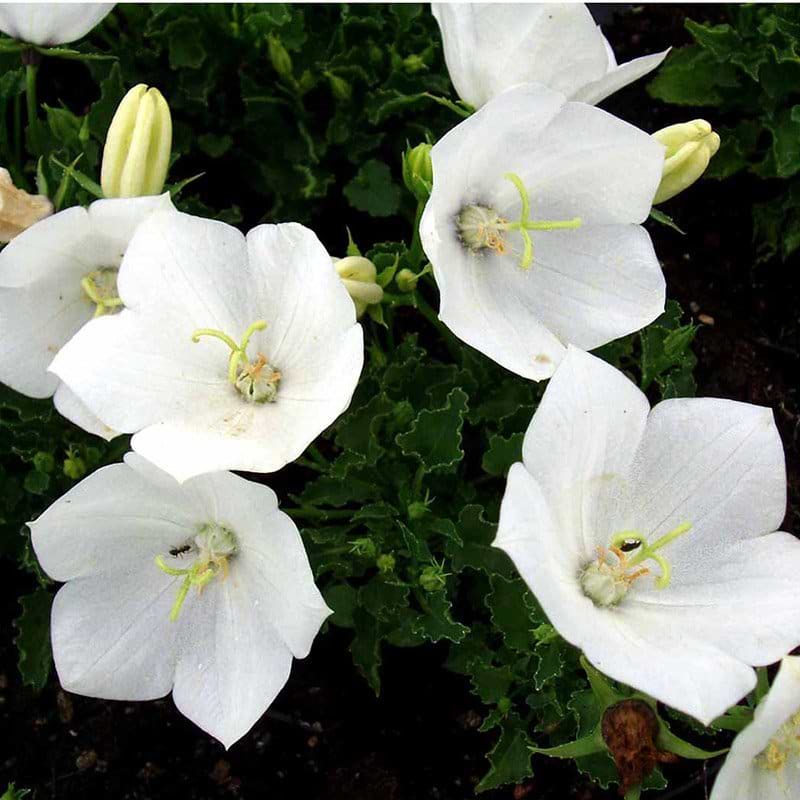 Klokkeblomst Campanula carpatica Weisse Clips