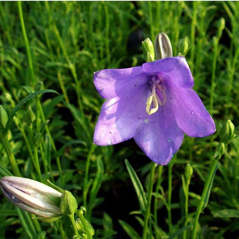 Klokkeblomst Campanula persicifolia