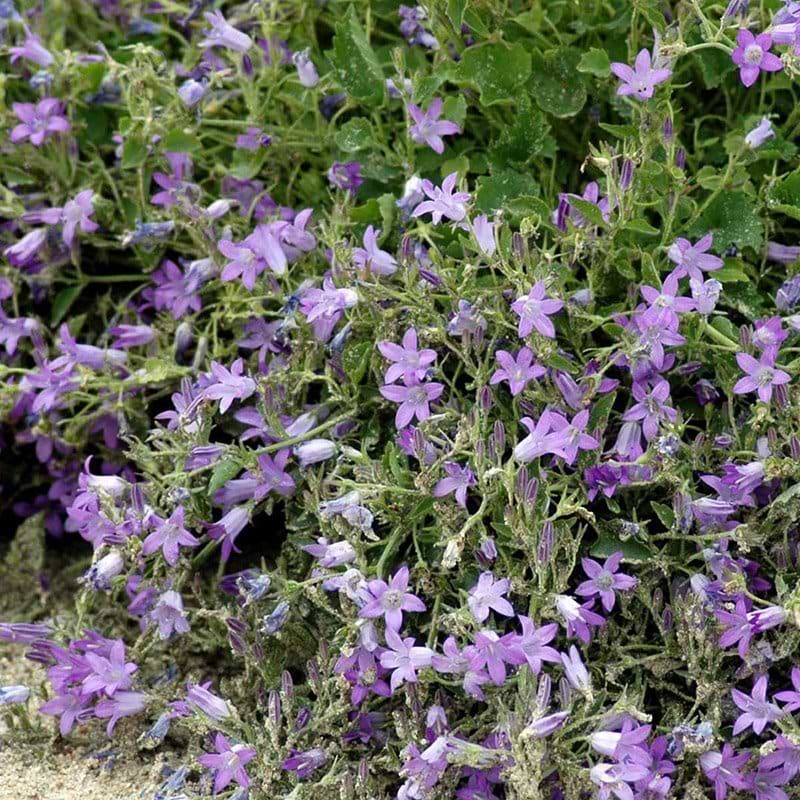 Klokkeblomst Campanula portenschlagiana blomst