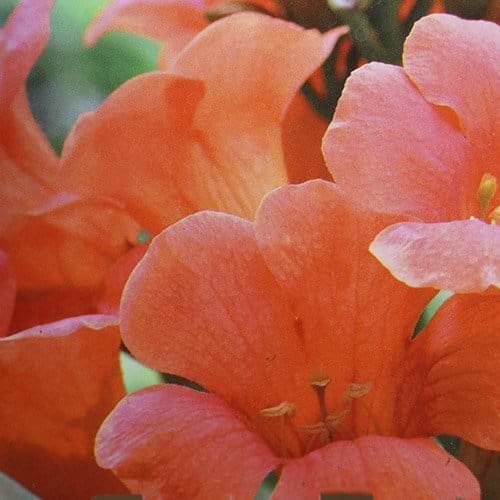 orangerød trompetblomst Flamenco