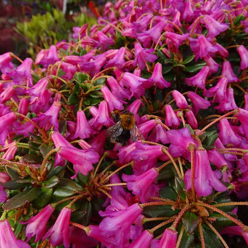 Rhododendron campylogynum Bornholm