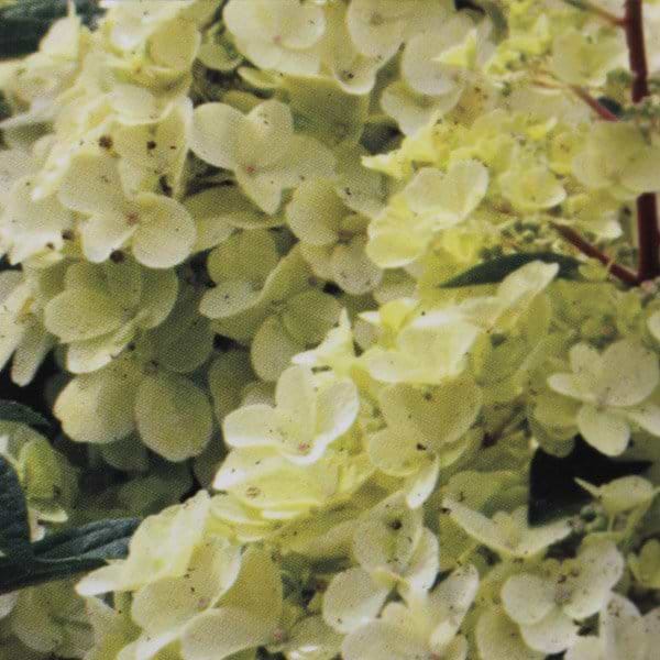 cremehvide blomster
