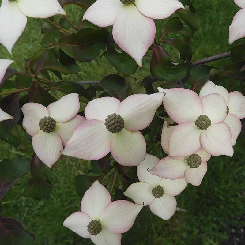 Koreakornel hvide rosa blomster