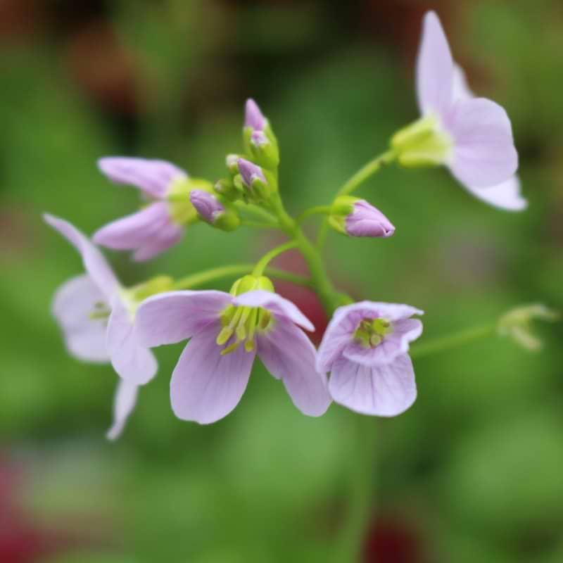 Cardamine pratensis